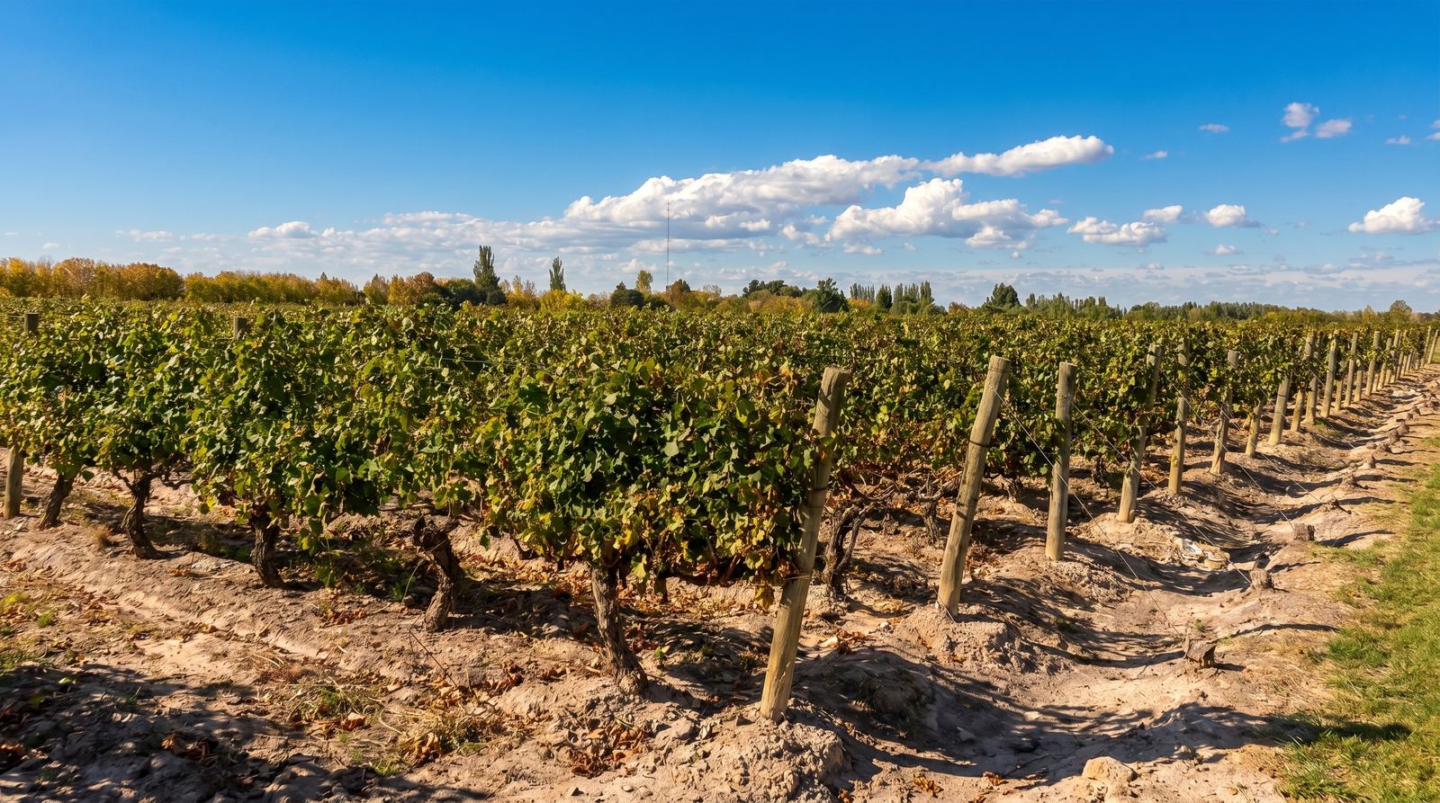 Uco Divino &mdash; Paisaje Valle de Uco