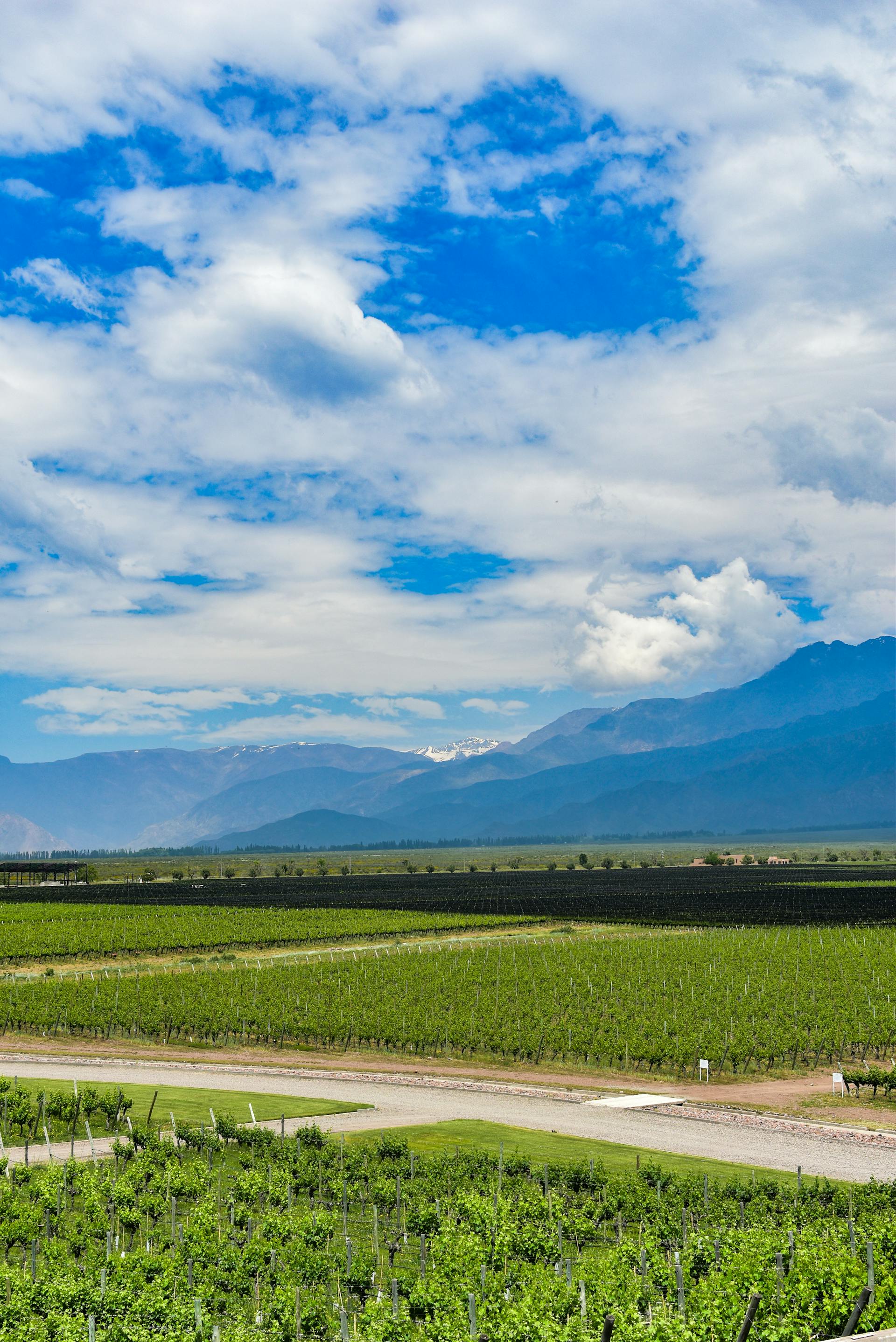 Viñedos en Tunuýan con vista a los Andes