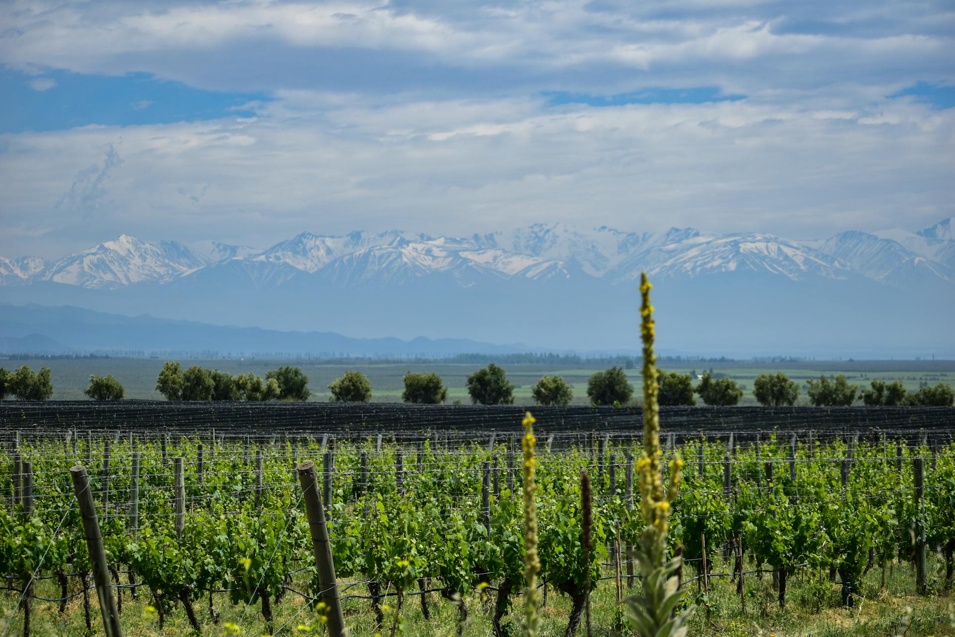 Cordillera de los Andes desde el Valle de Uco